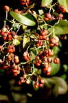 Climbing euonymus